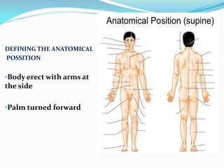 DEFINING THE ANATOMICAL
POSSITION
•Body erect with arms at
the side
•Palm turned forward
 