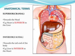 ANATOMICAL TERMS
SUPERIOR(CRANIAL)
•Towards the Head
•E.g Heart is SUPERIOR to
the Liver
INFERIOR(CAUDAL)
•Towards the tail-end of the
body
•E.g Liver is INFERIOR to
the Heart
 
