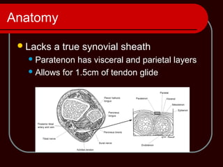 Anatomy
Lacks a true synovial sheath
Paratenon has visceral and parietal layers
Allows for 1.5cm of tendon glide
 