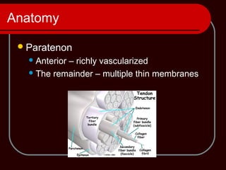 Anatomy
Paratenon
Anterior – richly vascularized
The remainder – multiple thin membranes
 
