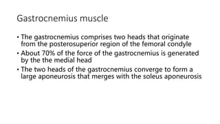 Gastrocnemius muscle
• The gastrocnemius comprises two heads that originate
from the posterosuperior region of the femoral condyle
• About 70% of the force of the gastrocnemius is generated
by the the medial head
• The two heads of the gastrocnemius converge to form a
large aponeurosis that merges with the soleus aponeurosis
 
