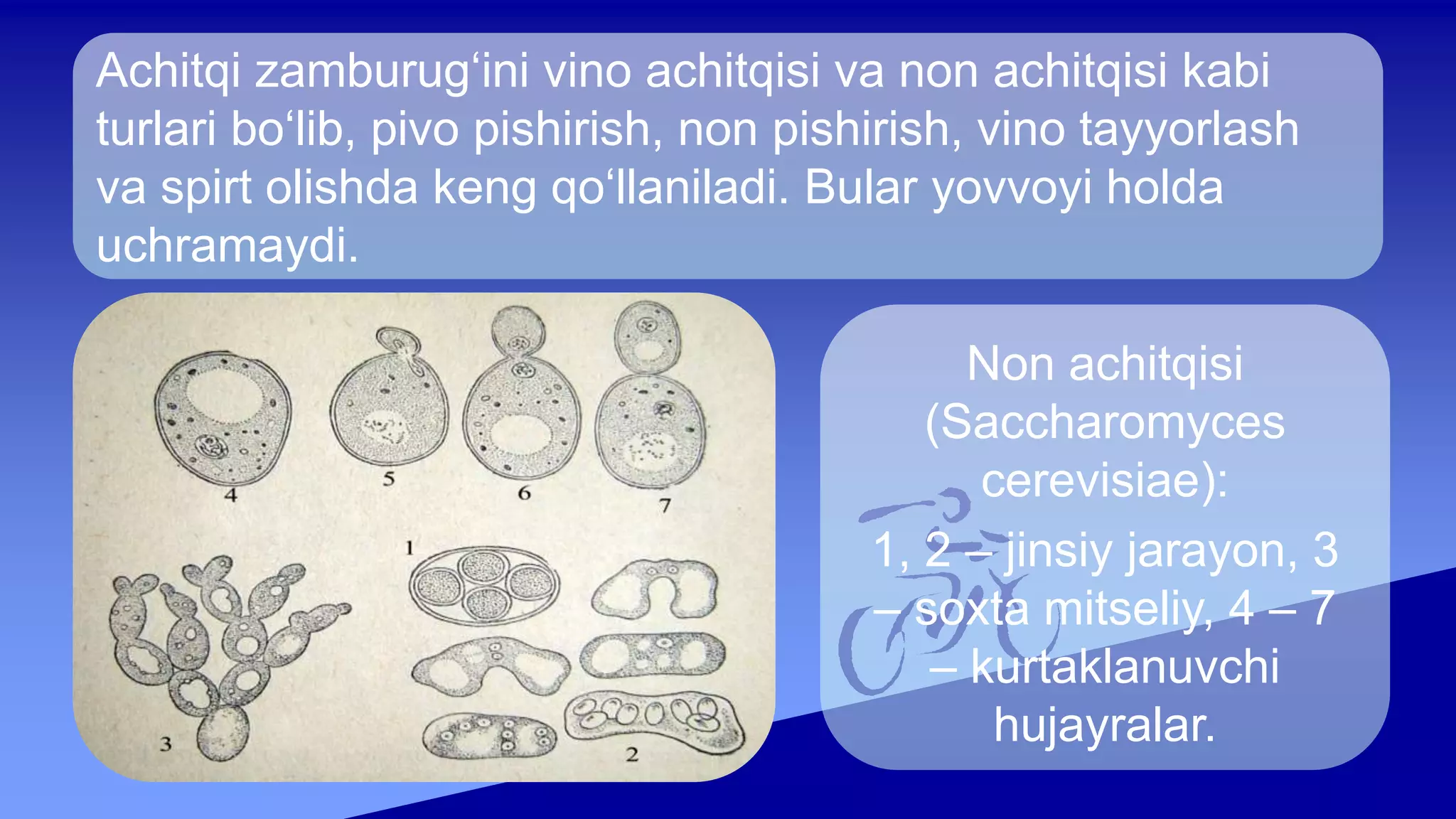 Mahkumlar ruschani sikishadi