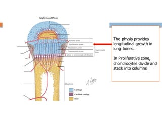 The physis provides
longitudinal growth in
long bones.
In Proliferative zone,
chondrocytes divide and
stack into columns
 