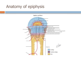 Anatomy of epiphysis
 
