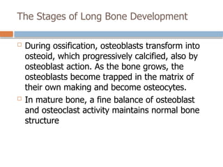 The Stages of Long Bone Development
 During ossification, osteoblasts transform into
osteoid, which progressively calcified, also by
osteoblast action. As the bone grows, the
osteoblasts become trapped in the matrix of
their own making and become osteocytes.
 In mature bone, a fine balance of osteoblast
and osteoclast activity maintains normal bone
structure
 