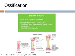 Ossification
Enchondral Ossification
• Bone replace a cartilage template
• Osteoclast removes the cartilage, and
osteoblasts make the new matrix, which is then
mineralized
• Longitudinal bone growth
Netter’s Concise Orthopaedic Anatomy 2nd
Edition. 2010
 