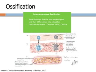 Intramembranous Ossification
• Bone develops directly from mesenchymal
cell, then differentiate into osteoblast
• Flat Bone formation : Cranium, Pelvic, Clavicle
Ossification
Netter’s Concise Orthopaedic Anatomy 2nd
Edition. 2010
 