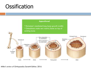 Ossification
Appositional
• Periosteal –mediated long bone growth (width)
• Osteoblasts make new matrix/bone on top of
existing bone.
Miller’s review of Orthopaedics Seventh Edition. 2016
 