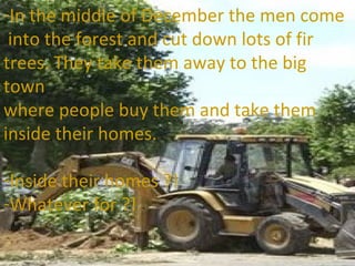 In the middle of December the men come into the forest and cut down lots of fir trees. They take them away to the big town  where people buy them and take them  inside their homes. Inside their homes ?! Whatever for ?! 