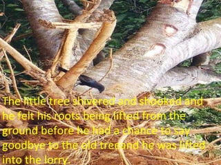 The little tree shivered and shooked and he felt his roots being lifted from the ground before he had a chance to say goodbye to the old treeand he was lifted into the lorry. 