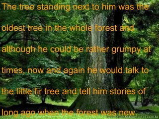 The tree standing next to him was the  oldest tree in the whole forest and  although he could be rather grumpy at  times, now and again he would talk to  the little fir tree and tell him stories of  long ago when the forest was new . 