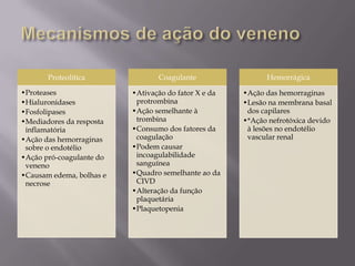Proteolítica
•Proteases
•Hialuronidases
•Fosfolipases
•Mediadores da resposta
inflamatória
•Ação das hemorraginas
sobre o endotélio
•Ação pró-coagulante do
veneno
•Causam edema, bolhas e
necrose
Coagulante
•Ativação do fator X e da
protrombina
•Ação semelhante à
trombina
•Consumo dos fatores da
coagulação
•Podem causar
incoagulabilidade
sanguínea
•Quadro semelhante ao da
CIVD
•Alteração da função
plaquetária
•Plaquetopenia
Hemorrágica
•Ação das hemorraginas
•Lesão na membrana basal
dos capilares
•*Ação nefrotóxica devido
à lesões no endotélio
vascular renal
 