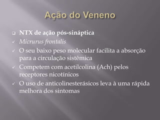  NTX de ação pós-sináptica
 Micrurus frontalis
 O seu baixo peso molecular facilita a absorção
para a circulação sistêmica
 Competem com acetilcolina (Ach) pelos
receptores nicotínicos
 O uso de anticolinesterásicos leva à uma rápida
melhora dos sintomas
 