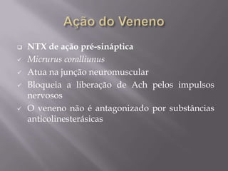  NTX de ação pré-sináptica
 Micrurus coralliunus
 Atua na junção neuromuscular
 Bloqueia a liberação de Ach pelos impulsos
nervosos
 O veneno não é antagonizado por substâncias
anticolinesterásicas
 