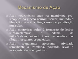  Ação neurotóxica: atua na membrana pré-
sináptica da junção neuromuscular, inibindo à
liberação de acetilcolina, causando paralisação
muscular.
 Ação miotóxica: induz à formação de lesões
subsarcolêmicas e edema de
mitocôndrias, levando à necrose seletiva das
fibras musculares esqueléticas.
 Ação coagulante: apresenta atividade
semelhante à trombina, podendo levar à
incoagubilidade sanguínea.
 