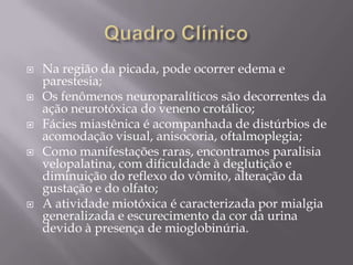 Na região da picada, pode ocorrer edema e
parestesia;
 Os fenômenos neuroparalíticos são decorrentes da
ação neurotóxica do veneno crotálico;
 Fácies miastênica é acompanhada de distúrbios de
acomodação visual, anisocoria, oftalmoplegia;
 Como manifestações raras, encontramos paralisia
velopalatina, com dificuldade à deglutição e
diminuição do reflexo do vômito, alteração da
gustação e do olfato;
 A atividade miotóxica é caracterizada por mialgia
generalizada e escurecimento da cor da urina
devido à presença de mioglobinúria.
 