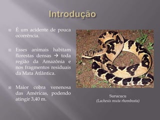  É um acidente de pouca
ocorrência.
 Esses animais habitam
florestas densas  toda
região da Amazônia e
nos fragmentos residuais
da Mata Atlântica.
 Maior cobra venenosa
das Américas, podendo
atingir 3,40 m.
Surucucu
(Lachesis muta rhombeata)
 