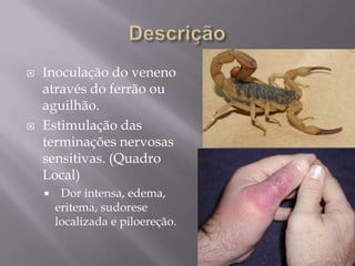  Inoculação do veneno
através do ferrão ou
aguilhão.
 Estimulação das
terminações nervosas
sensitivas. (Quadro
Local)
 Dor intensa, edema,
eritema, sudorese
localizada e piloereção.
 