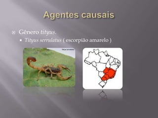  Gênero tityus.
 Tityus serrulatus ( escorpião amarelo )
 
