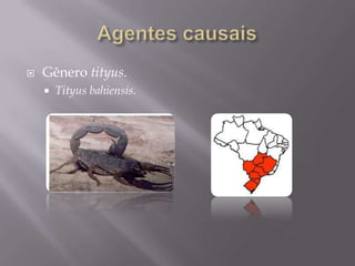  Gênero tityus.
 Tityus bahiensis.
 
