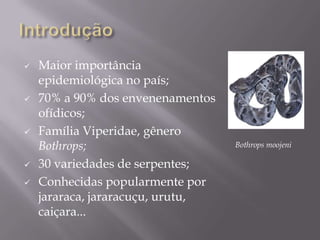  Maior importância
epidemiológica no país;
 70% a 90% dos envenenamentos
ofídicos;
 Família Viperidae, gênero
Bothrops;
 30 variedades de serpentes;
 Conhecidas popularmente por
jararaca, jararacuçu, urutu,
caiçara...
Bothrops moojeni
 