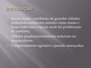  Zonas rurais e periferias de grandes cidades,
preferindo ambientes úmidos como matas e
áreas cultivadas e locais onde há proliferação
de roedores;
 Hábitos predominantemente noturnos ou
crepusculares.
 Comportamento agressivo quando ameaçadas.
 