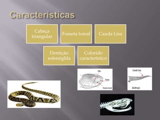 Cabeça
triangular
Fosseta loreal Cauda Lisa
Dentição
solenóglifa
Colorido
característico
 