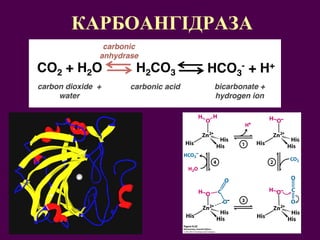 КАРБОАНГІДРАЗА 
 