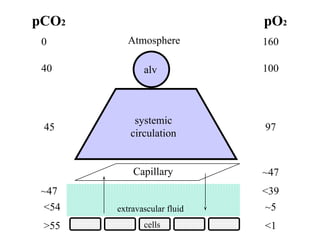 acid-basepp, brief introduction to acid based balanced | PPT