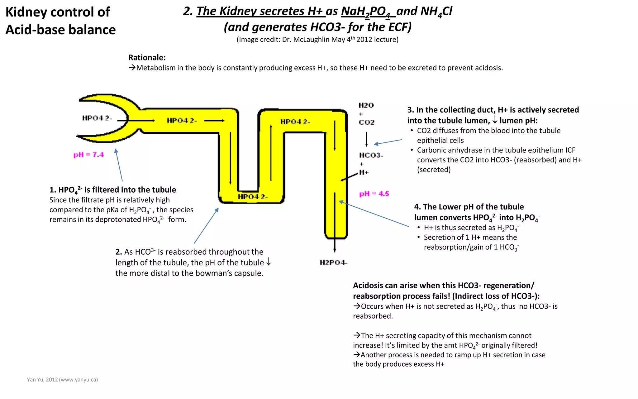 Acid base-balance-physiology | PDF