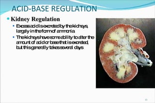 ACID-BASE REGULATION Kidney Regulation Excess acid is excreted by the kidneys, largely in the form of ammonia The kidneys have some ability to alter the amount of acid or base that is excreted, but this generally takes several days 
