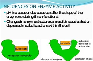 INFLUENCES ON ENZYME ACTIVITY pH increases or decreases can alter the shape of the enzyme rendering it non-functional Changes in enzyme structure can result in accelerated or depressed metabolic actions within the cell 