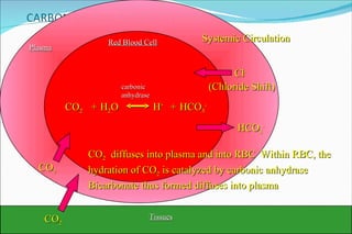 CO 2 CO 2 Red Blood Cell Systemic Circulation HCO 3 - Cl - (Chloride Shift) CO 2   diffuses into plasma and into RBC  Within RBC, the hydration of CO 2  is catalyzed by carbonic anhydrase Bicarbonate thus formed diffuses into plasma carbonic anhydrase Tissues Plasma CO 2 H 2 O H + HCO 3 - + + 