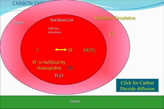 CO 2 Red Blood Cell Systemic Circulation H 2 O H + HCO 3 - carbonic anhydrase Plasma CO 2 CO 2 CO 2 CO 2 CO 2 CO 2 CO 2 Click for Carbon Dioxide diffusion + + Tissues H + Cl - Hb H +  is buffered by Hemoglobin 