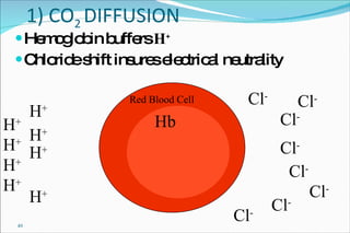 1) CO 2  DIFFUSION Hemoglobin buffers  H + Chloride shift insures electrical neutrality Hb Cl - H + H + H + H + H + H + H + H + Cl - Cl - Cl - Cl - Cl - Cl - Red Blood Cell Cl - 