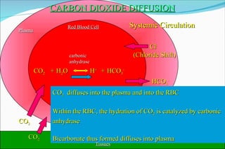 CARBON DIOXIDE DIFFUSION CO 2 CO 2 Red Blood Cell Systemic Circulation HCO 3 - Cl - (Chloride Shift) CO 2   diffuses into the plasma and into the RBC Within the RBC, the hydration of CO 2  is catalyzed by carbonic anhydrase Bicarbonate thus formed diffuses into plasma carbonic anhydrase Tissues Plasma CO 2 H 2 O H + HCO 3 - + + 