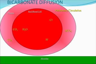 Red Blood Cell Pulmonary Circulation CO 2 H 2 O H + + + HCO 3 - Cl - Alveolus Plasma CO 2 CO 2 H 2 O 