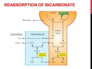 REABSORPTION OF BICARBONATE
 