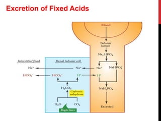 Excretion of Fixed Acids
 