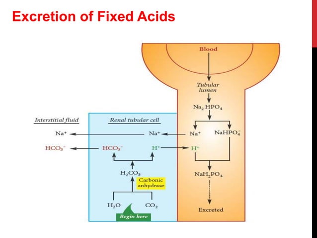 Acid base balance-1 | PPT