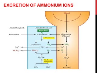 EXCRETION OF AMMONIUM IONS
 