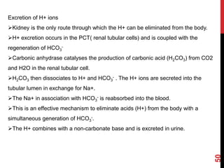 50
Excretion of H+ ions
Kidney is the only route through which the H+ can be eliminated from the body.
H+ excretion occurs in the PCT( renal tubular cells) and is coupled with the
regeneration of HCO3
-
Carbonic anhydrase catalyses the production of carbonic acid (H2CO3) from CO2
and H2O in the renal tubular cell.
H2CO3 then dissociates to H+ and HCO3
- . The H+ ions are secreted into the
tubular lumen in exchange for Na+.
The Na+ in association with HCO3
- is reabsorbed into the blood.
This is an effective mechanism to eliminate acids (H+) from the body with a
simultaneous generation of HCO3
-.
The H+ combines with a non-carbonate base and is excreted in urine.
 