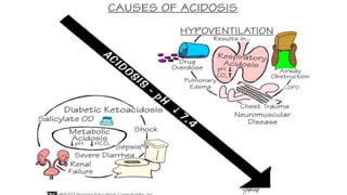 ↑ carbon dioxide (acid) stimulate respiration 