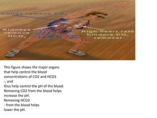 This figure shows the major organs
that help control the blood
concentrations of CO2 and HCO3
-, and
thus help control the pH of the blood.
Removing CO2 from the blood helps
increase the pH.
Removing HCO3
- from the blood helps
lower the pH.
 