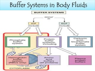 Buffer Systems in Body Fluids
Figure 27.7
 