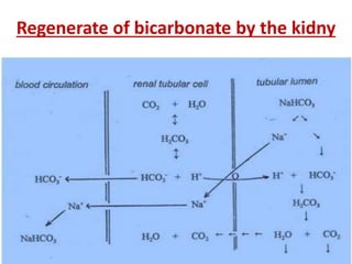 Regenerate of bicarbonate by the kidny
 