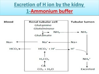 Excretion of H ion by the kidny
1-Ammonium buffer
 