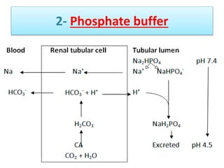 2- Phosphate buffer
 
