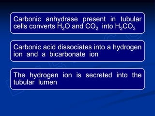 Carbonic anhydrase present in tubular
cells converts H2O and CO2 into H2CO3
Carbonic acid dissociates into a hydrogen
ion and a bicarbonate ion
The hydrogen ion is secreted into the
tubular lumen
 