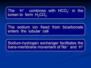 The H+ combines with HCO3
‒ in the
lumen to form H2CO3
The sodium ion freed from bicarbonate
enters the tubular cell
Sodium-hydrogen exchanger facilitates the
trans-membrane movement of Na+ and H+
 